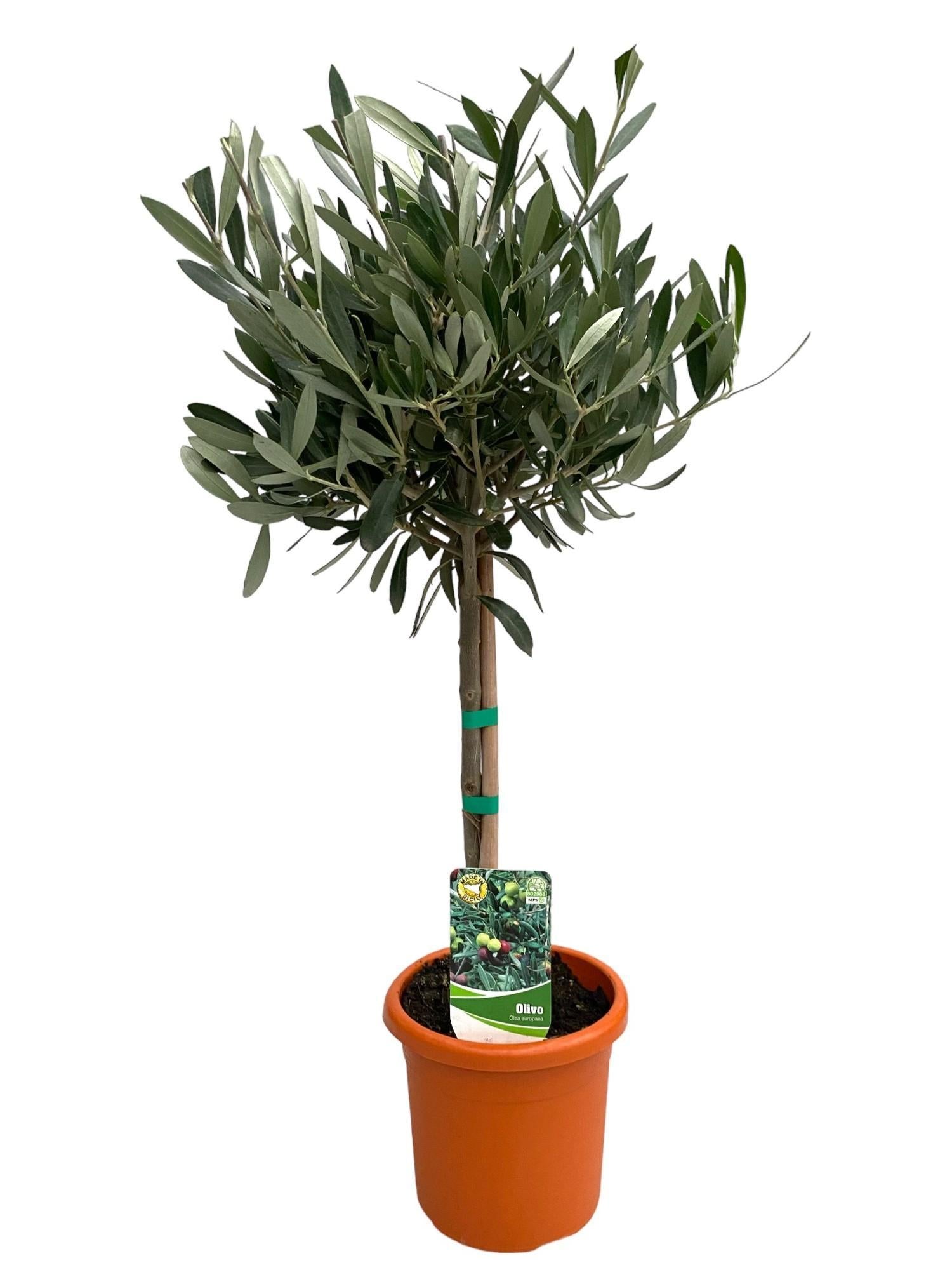 Olea Europaea "Op Stam" - 60cm - Ø15cm - Compacte Olijfboom voor Binnen en Buiten