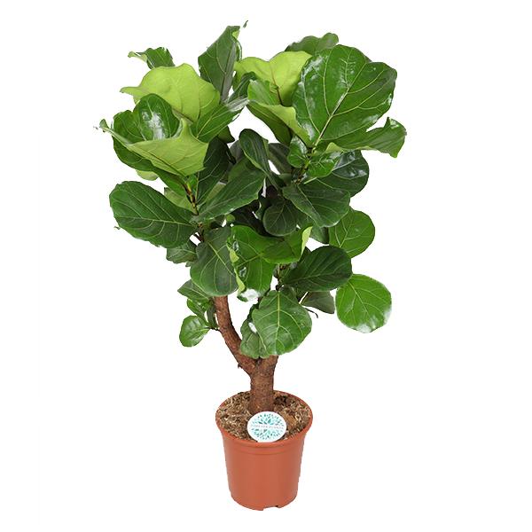 Ficus Lyrata (vertakt) - 140 cm - Ø27 cm | Ficus - Kamerplanten