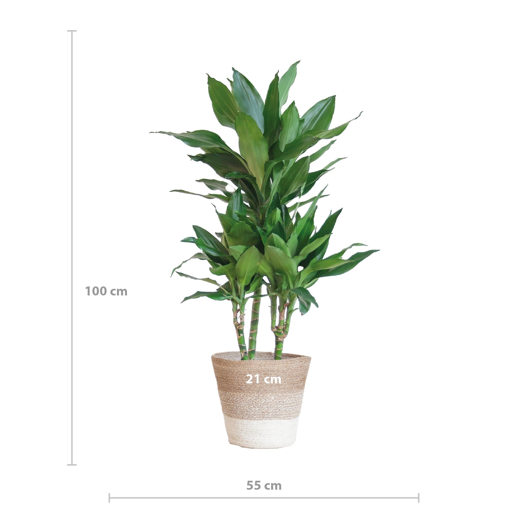 Dracaena Janet Lindt met mand Lissabon - 95cm - Ø21 cm | Dracaena