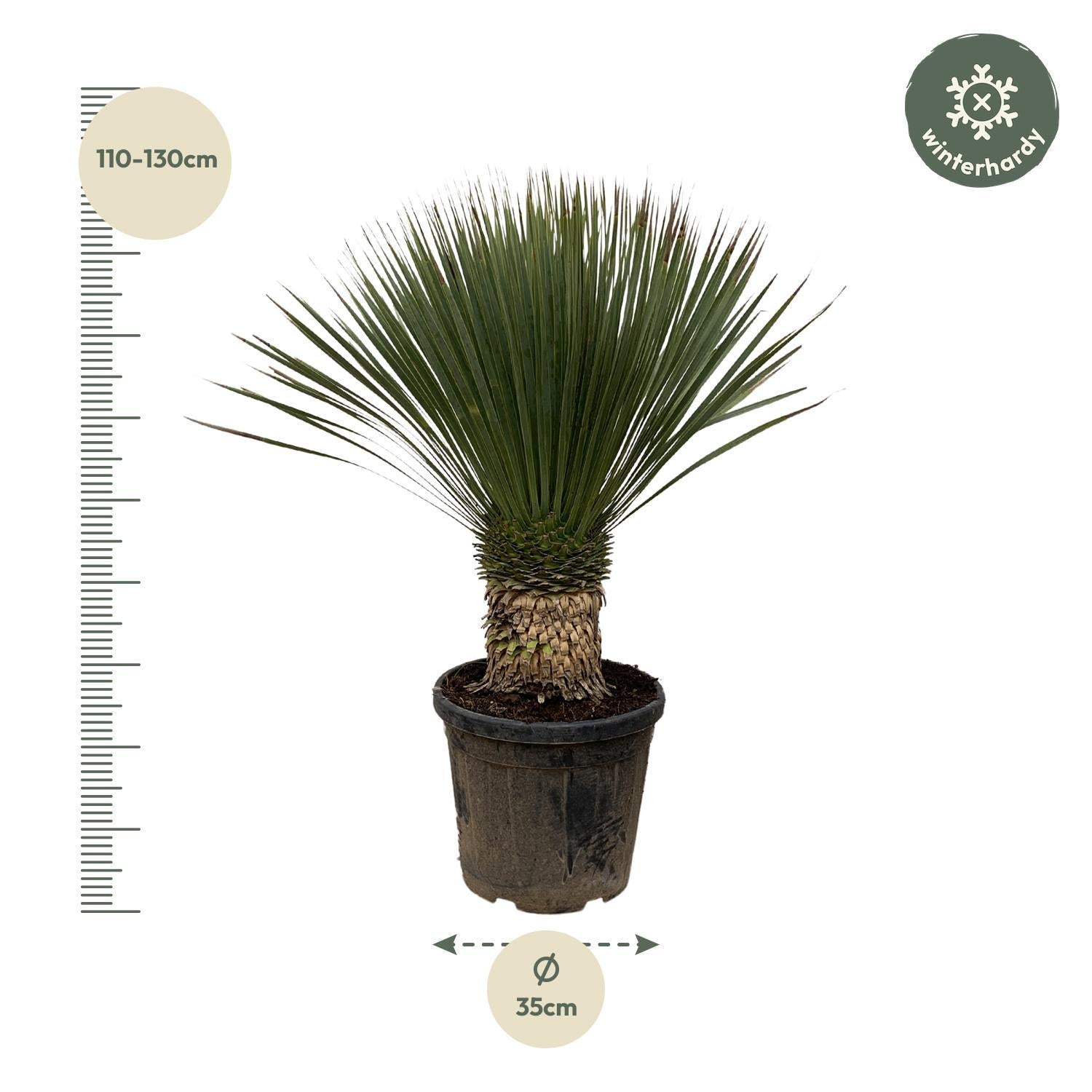 Yucca Rostrata - 110 cm- Ø35 cm | Blue Beaked Yucca