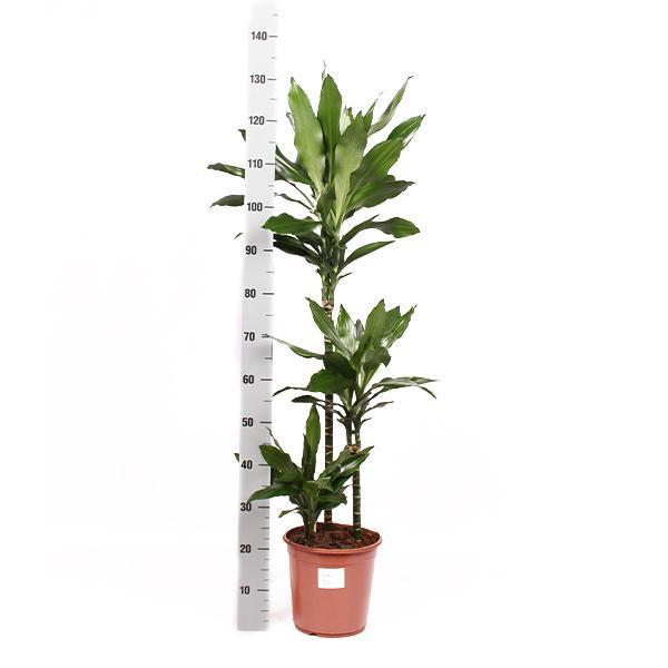 Dracaena Janet Lind - 120 cm - Ø24 cm - in Era pot | Dracaena - Kamerplanten