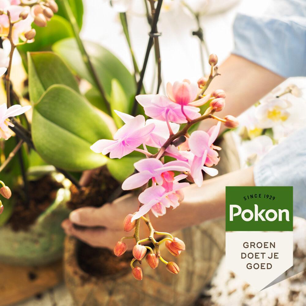 Pokon | bio orchidee voeding 250 ml