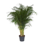 Dypsis Lutescens (Areca Palm) - 200 cm - Grote Goudpalm voor binnen