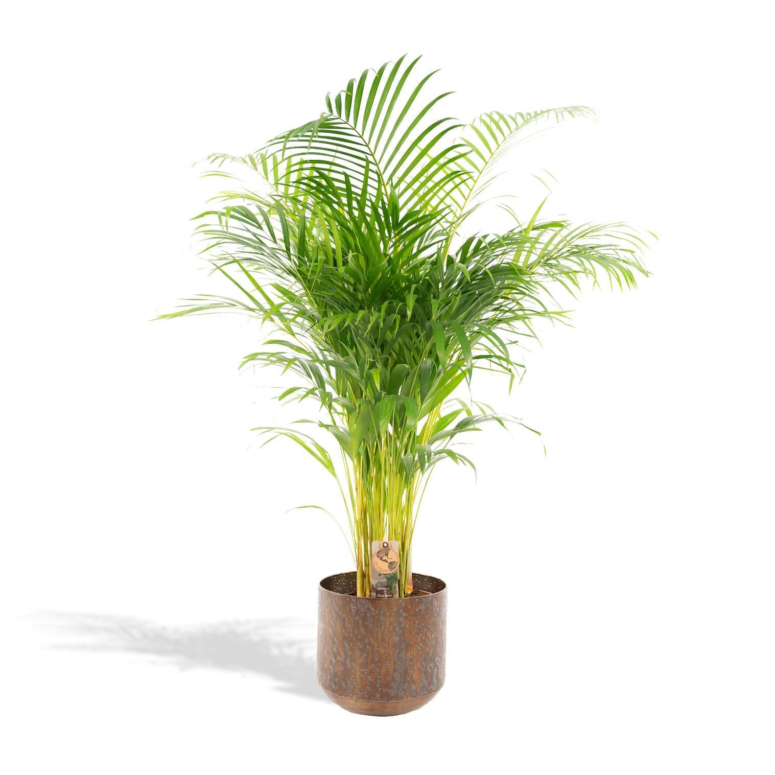 Areca palm inclusief pot - 130cm - Ø24cm | Kamerplant