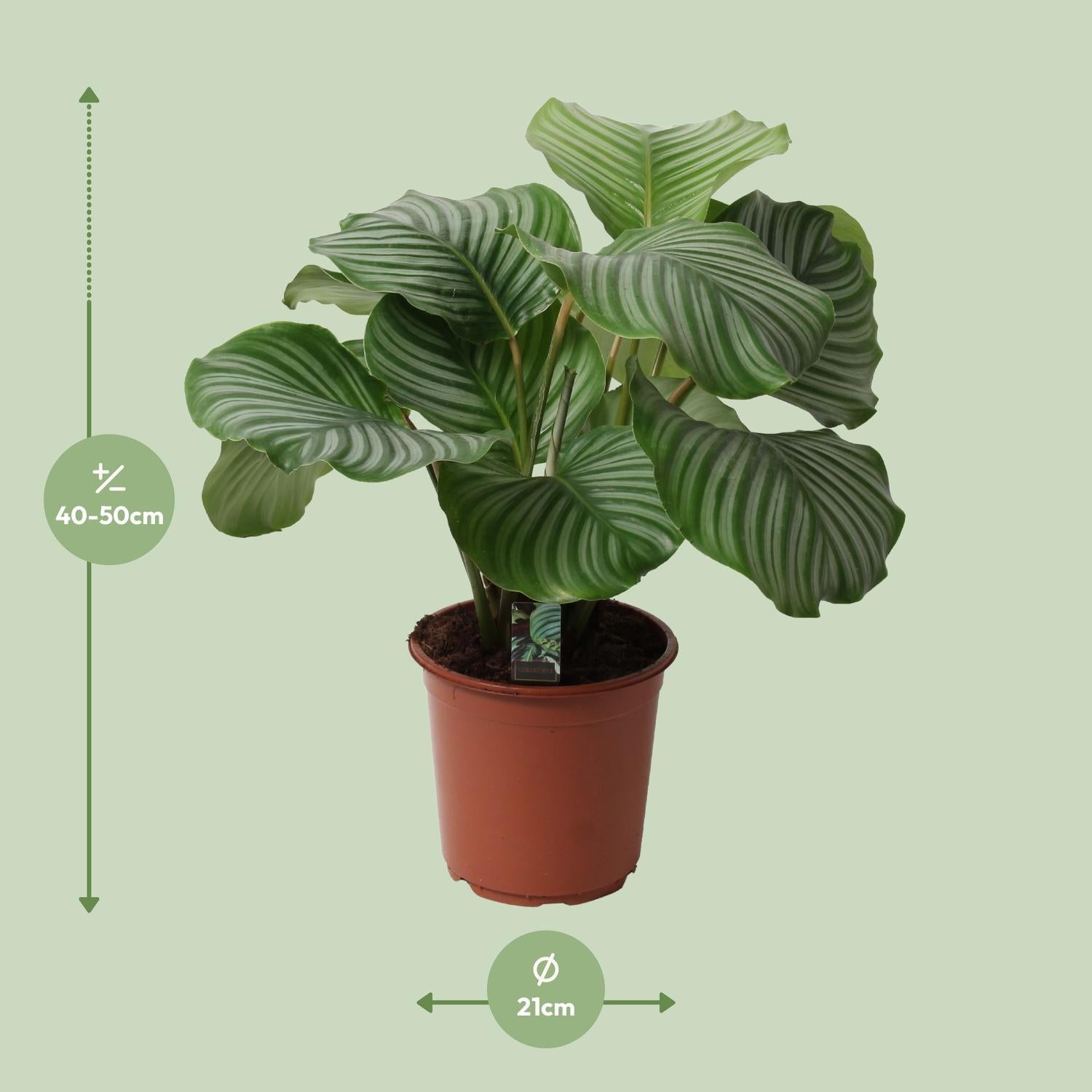 Calathea Orbifolia - 50cm - Ø21cm | Calathea