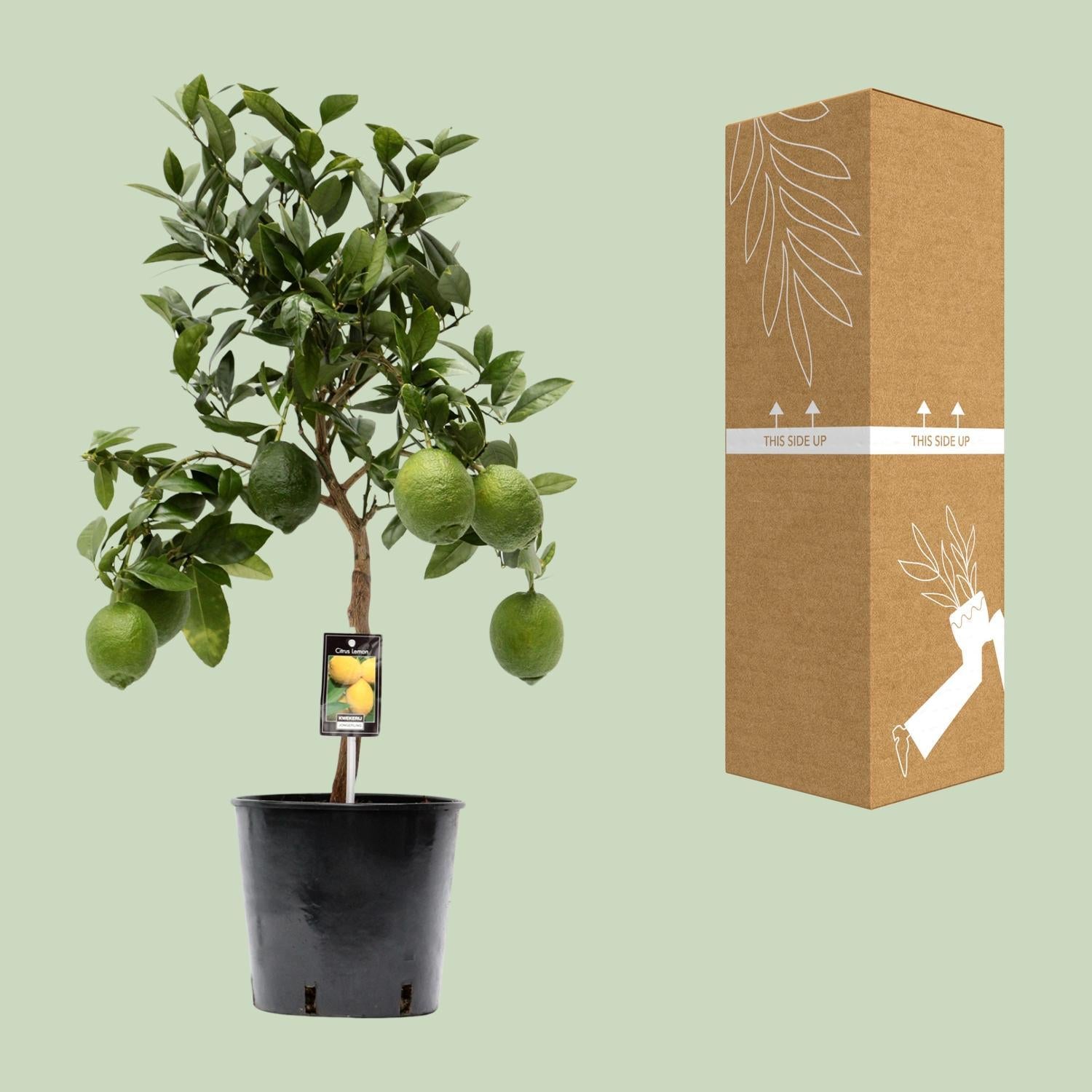 Citrus Lemon - 80cm - Ø22cm - Citroenboom als mediterrane sfeerbrenger