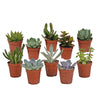 Vetplanten mix - 10x - 8 cm - Ø5.5 cm - zonder pot | Succulent