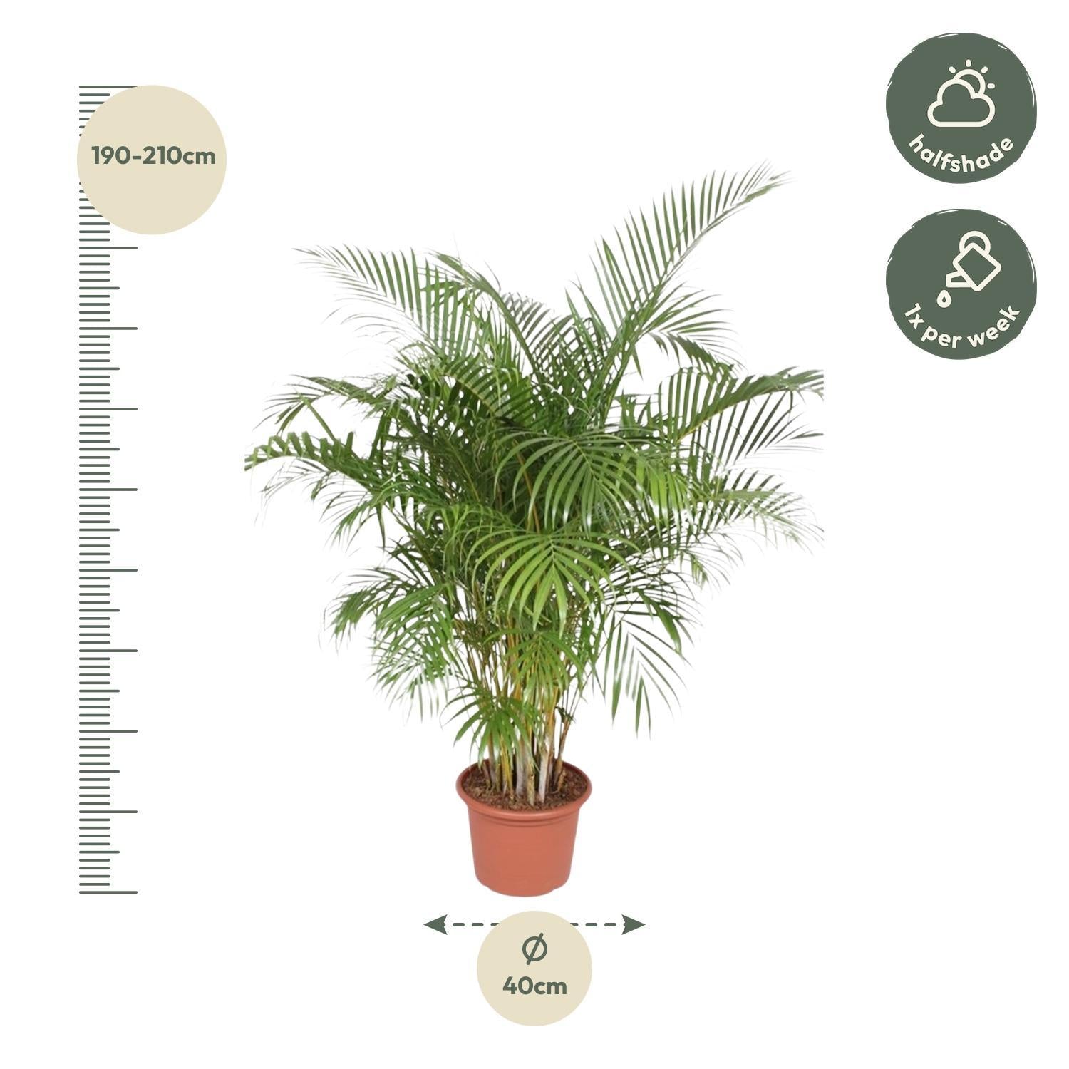 Dypsis Lutescens (Areca Palm) - 200 en 230 cm - Grote Kamerplanten