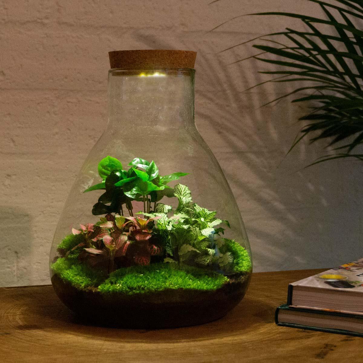 Plant terrarium - Sam Coffea met licht - ↕ 30 cm | Planten terrarium