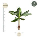 Bananenplant (Musa) – 200 en 225 cm | Grote kamerplant