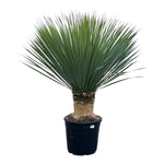 Yucca Rostrata - 140 cm - Ø50 cm | Blue Beaked Yucca