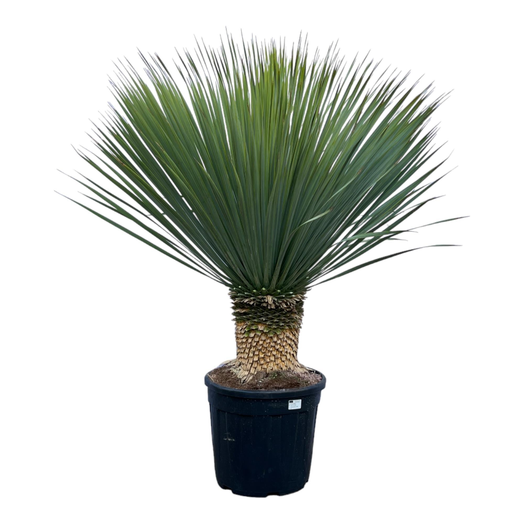 Yucca Rostrata - 140 cm - Ø50 cm | Blue Beaked Yucca