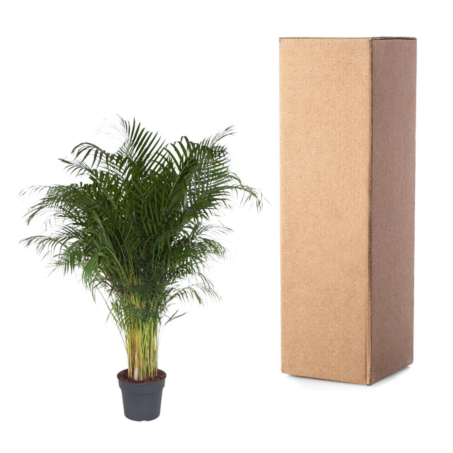 Dypsis Lutescens (Areca Palm) - 200 cm - Grote Goudpalm voor binnen