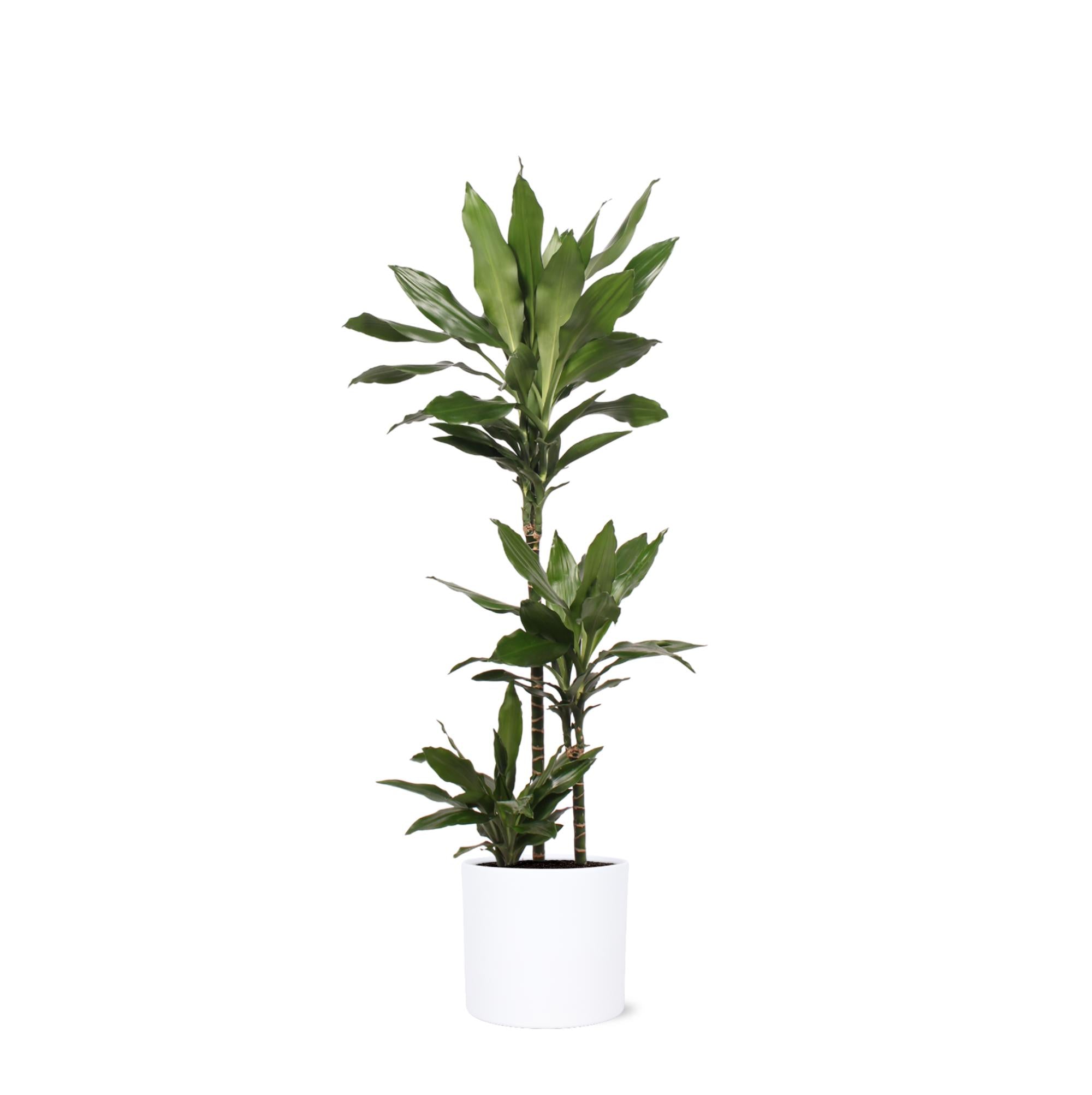 Dracaena Janet Lind - 120 cm - Ø24 cm - in Era pot | Dracaena - Kamerplanten