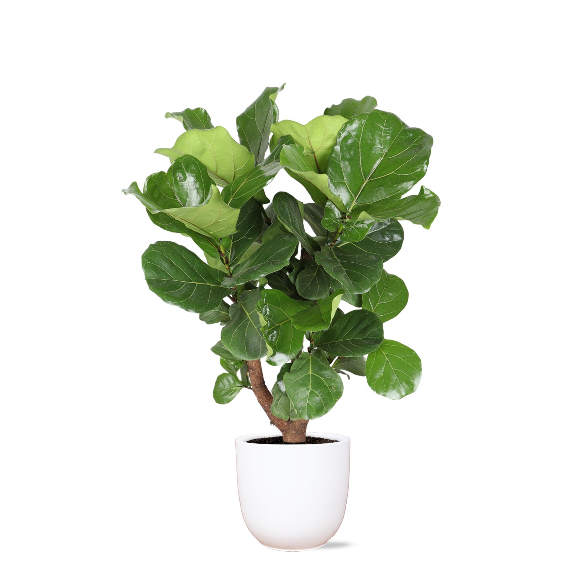 Ficus Lyrata (vertakt) - 110 cm - Ø24 cm in Boule pot | Ficus - Kamerplant