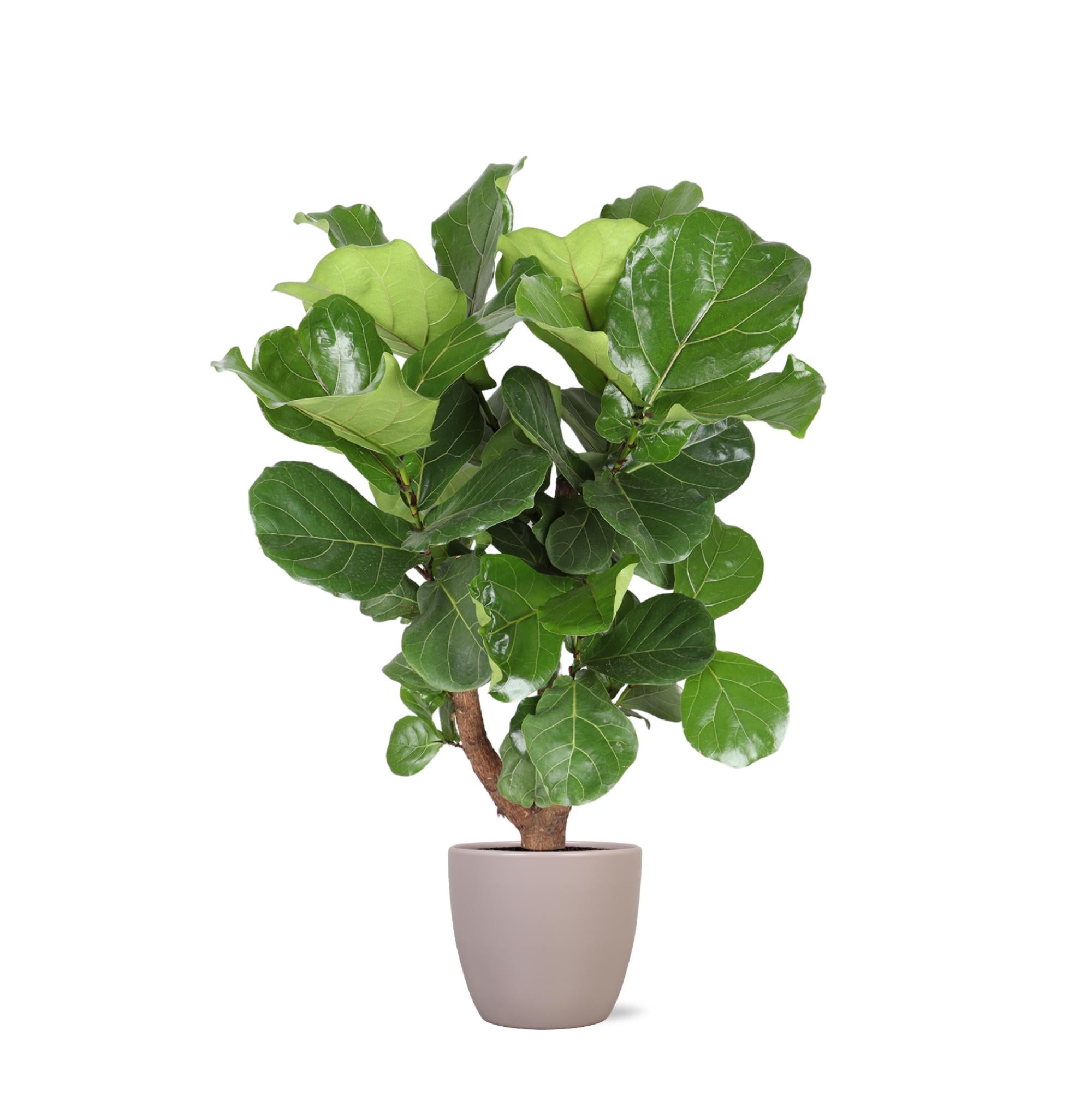 Ficus Lyrata (Vertakt) - 130 cm - Ø27 cm - in Boule pot  | Ficus - Kamerplanten