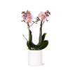 Orchidee | Roze phalaenopsis orchidee - Andorra + Pastel pot white - potmaat Ø9cm