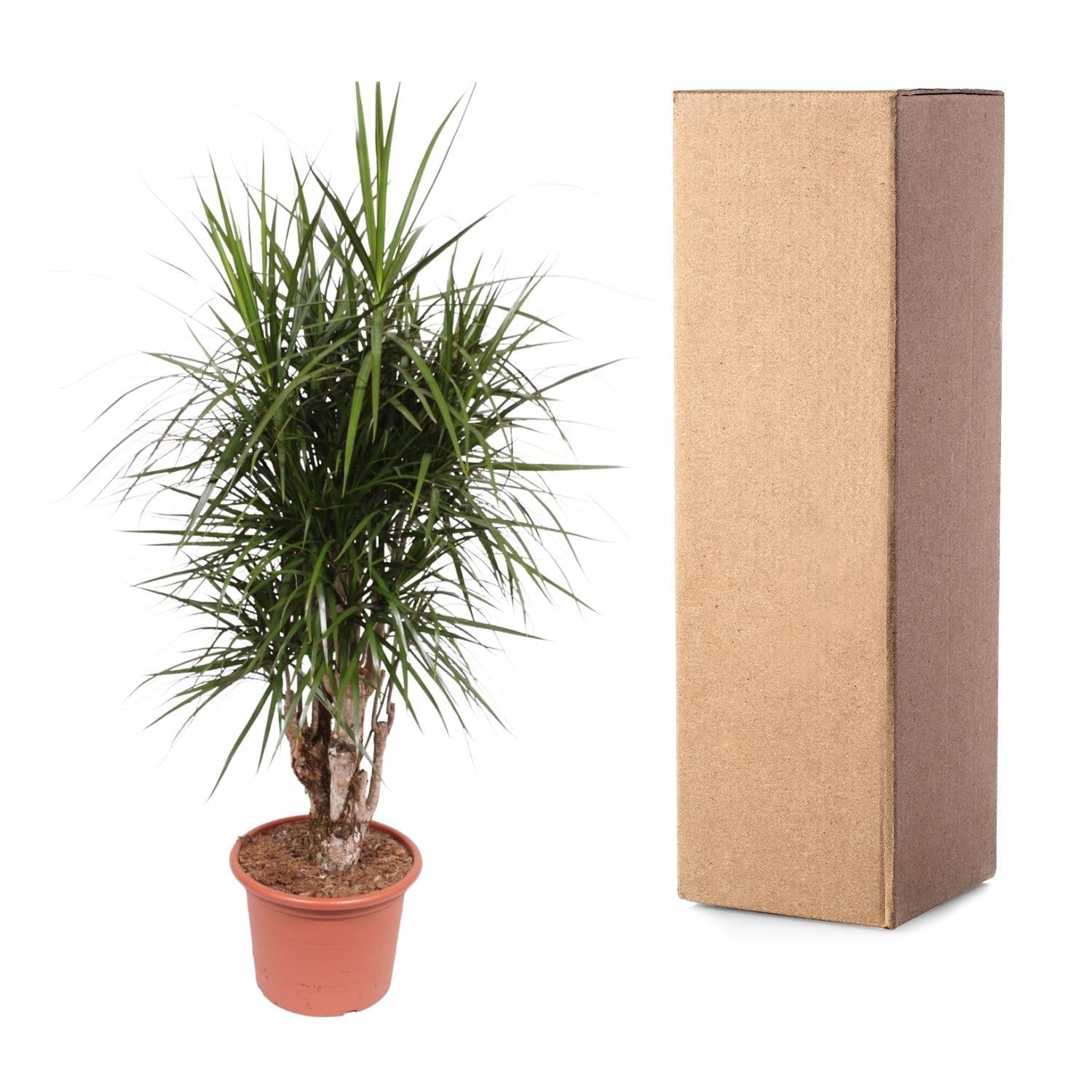 Dracaena Marginata Vertakt - 170 cm | Dracaena - Grote Kamerplanten