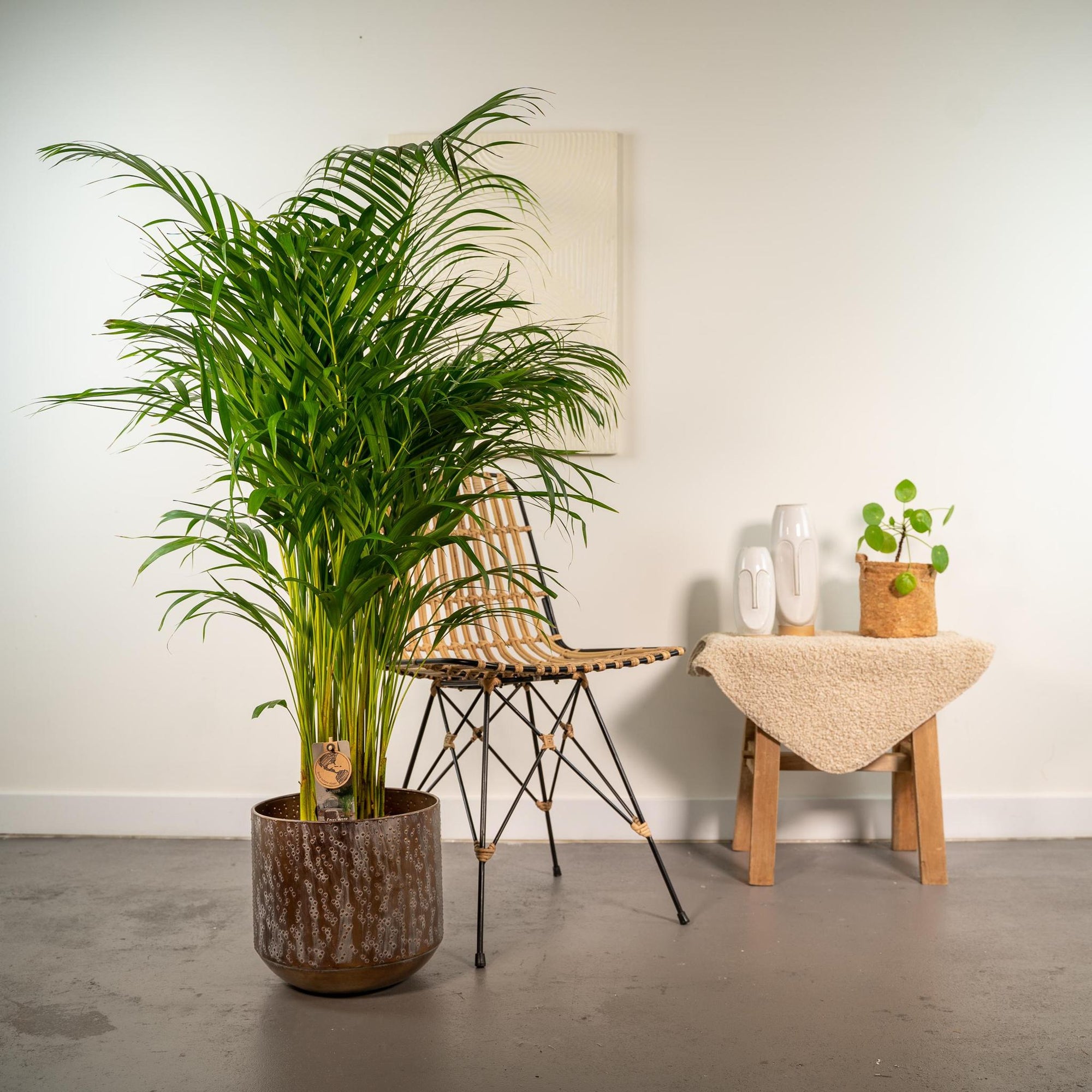 Areca palm inclusief pot - 130cm - Ø24cm | Kamerplant