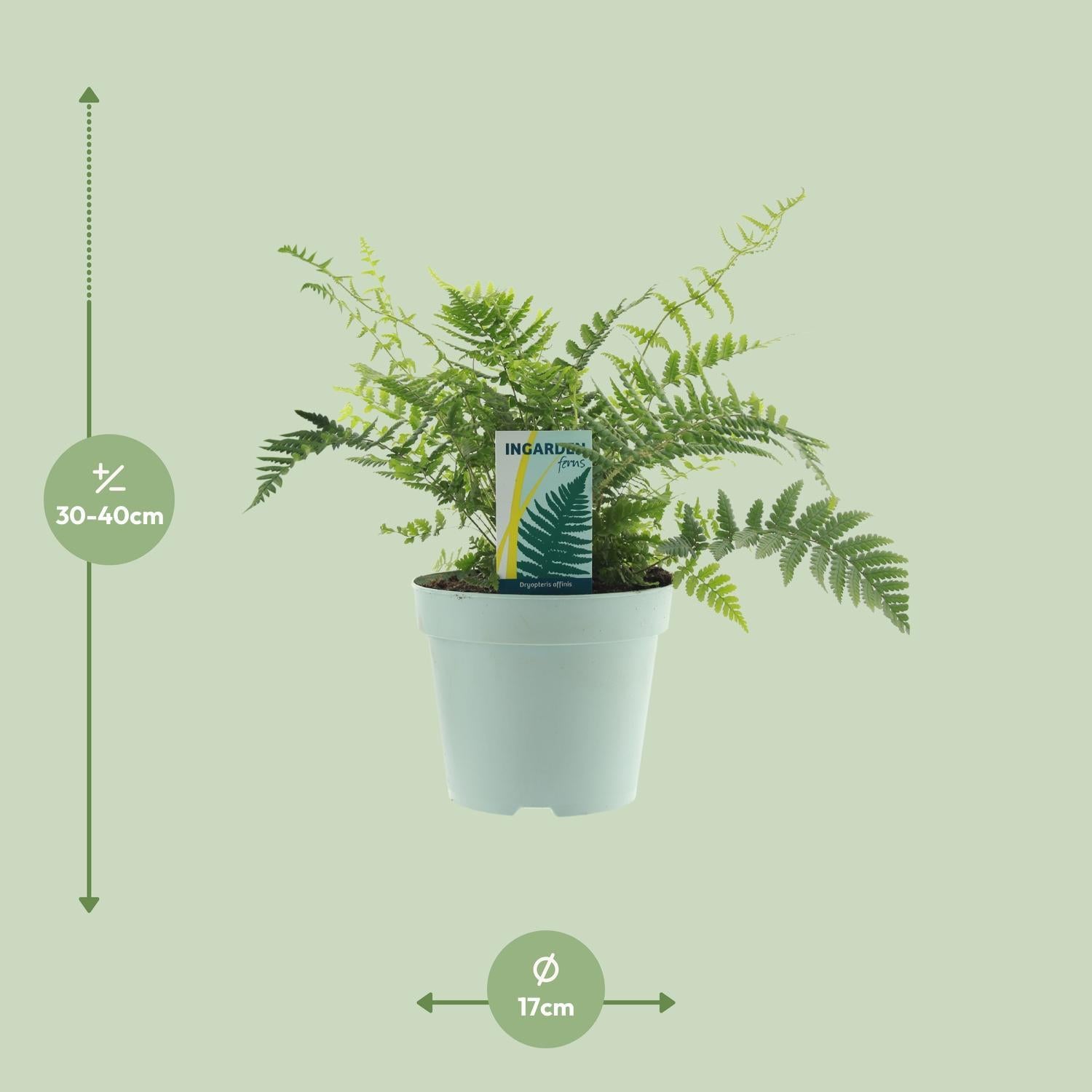 Dryopteris Affinis Fedata – 40 cm – Ø17 cm | Japanse schildvaren