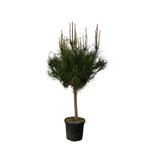 Pinus Pinea - 180 cm - Ø40cm - Een naaldboom voor jouw tuin