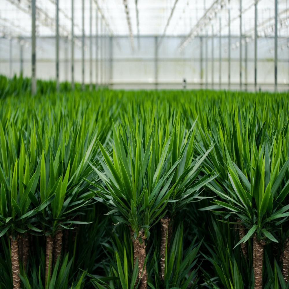 Yucca Elephantipes - 100cm - Ø21cm | Yucca