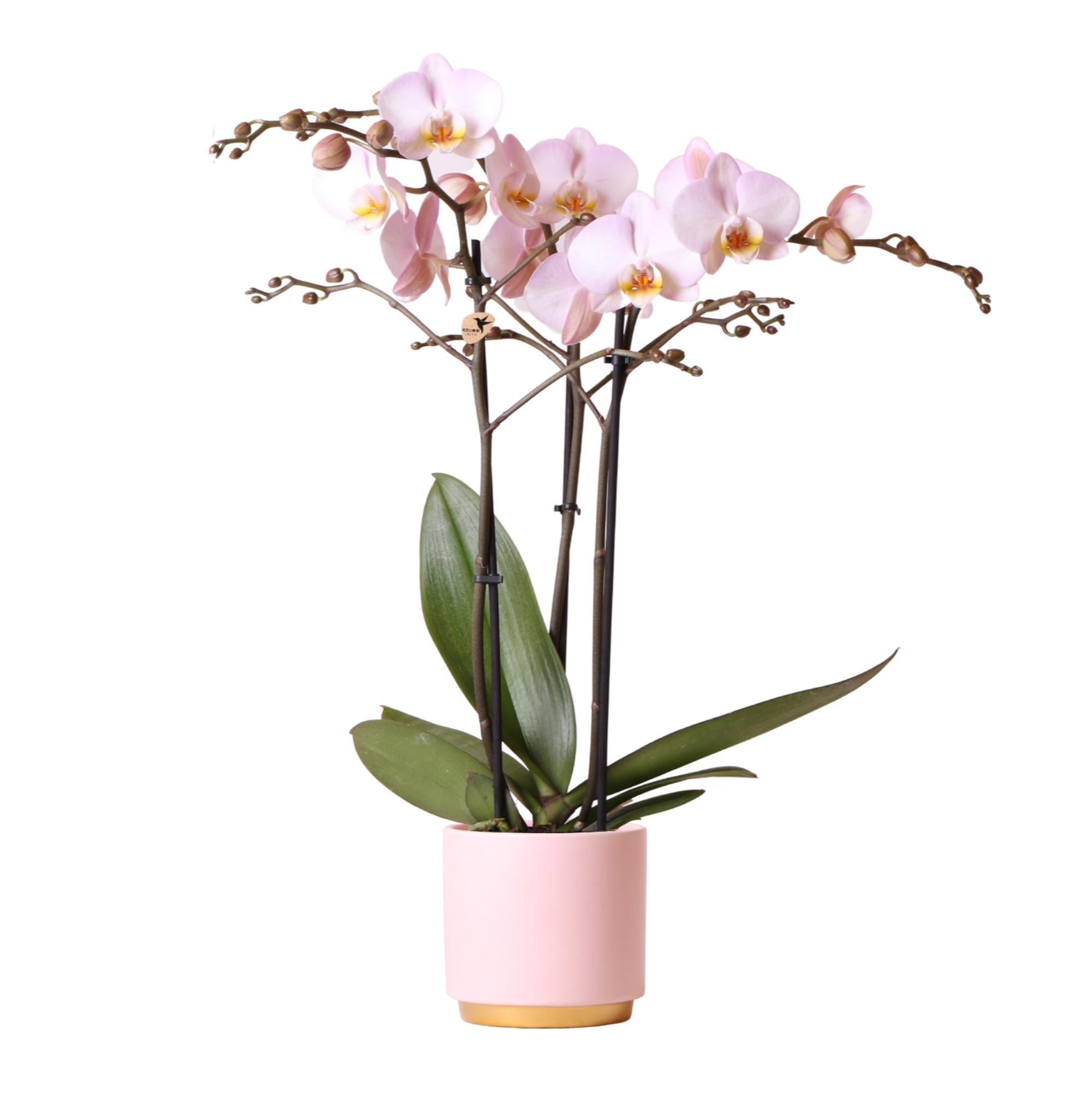 Orchidee | Roze Phalaenopsis orchidee Kikion in roze Gold Foot sierpot - potmaat Ø12cm