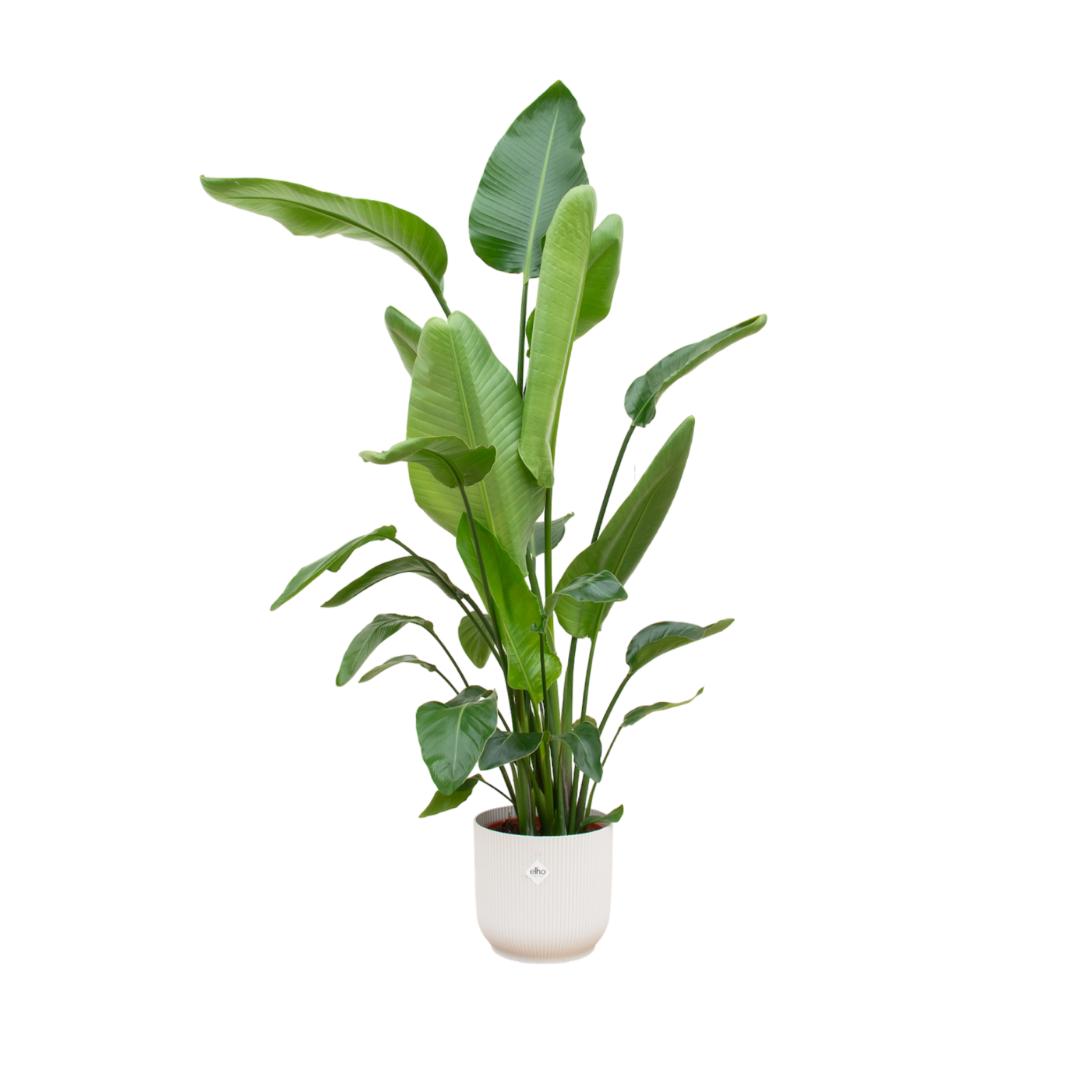 Strelitzia Nicolai - 180 cm - Ø30 cm - in Elho Vibes Fold Round wit  | Grote Kamerplanten