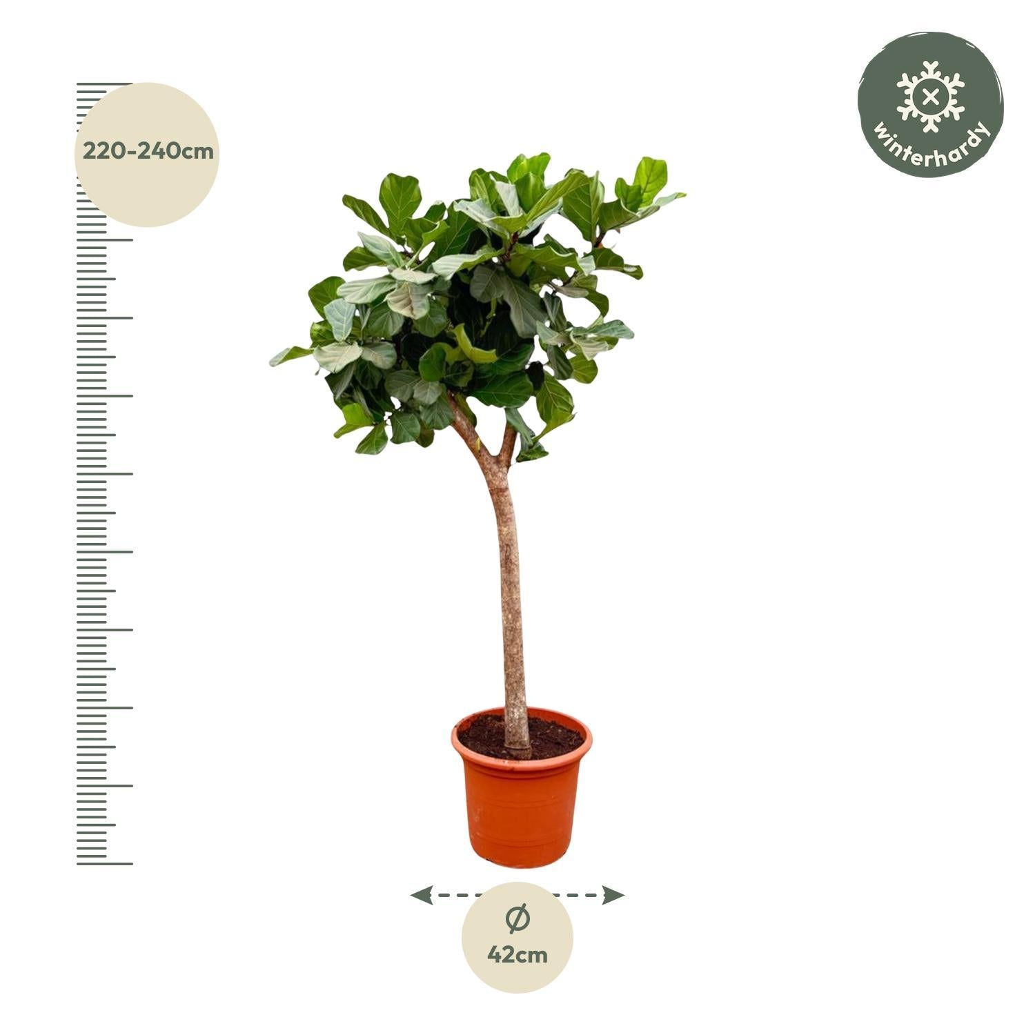 Ficus Lyrata boom - Vioolbladplant - 230 cm | Grote Kamerplant