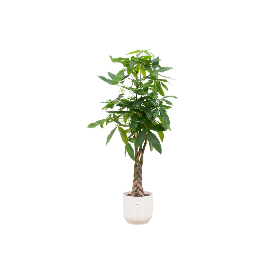 Combi deal - Pachira Aquatica - 160 cm - Ø30 - in Elho Vibes Fold Round | Kamerplant