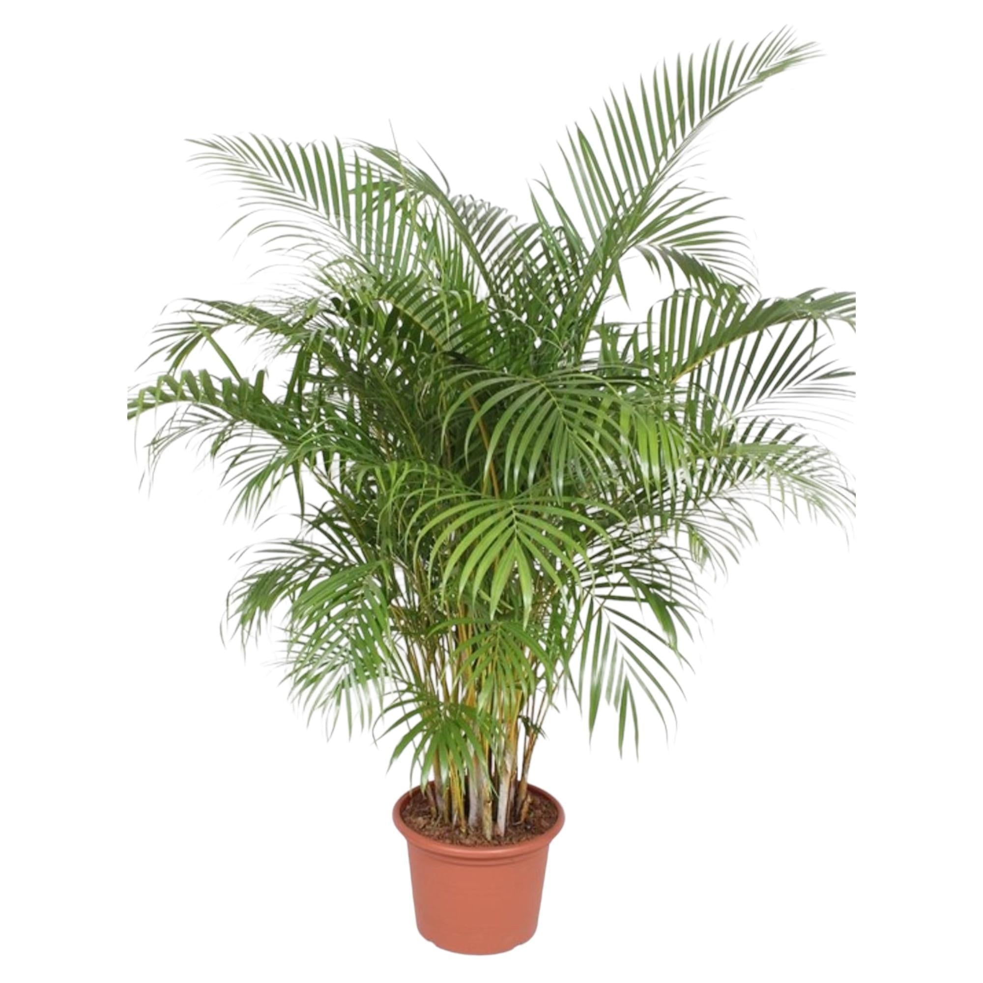 Dypsis Lutescens (Areca Palm) - 200 en 230 cm - Grote Kamerplanten