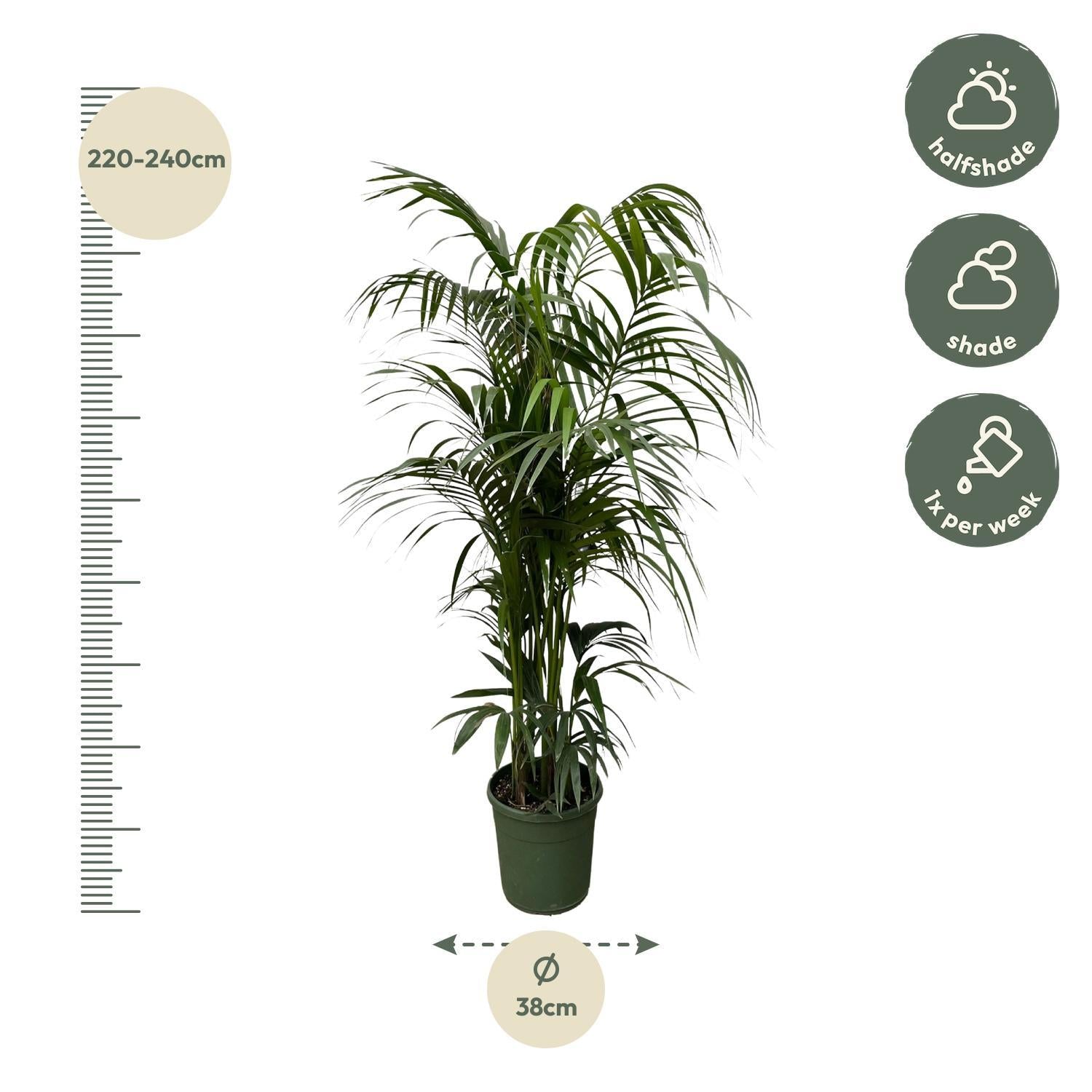 Kentia Palm - 230 cm - ø38 cm - Grote kamerplant