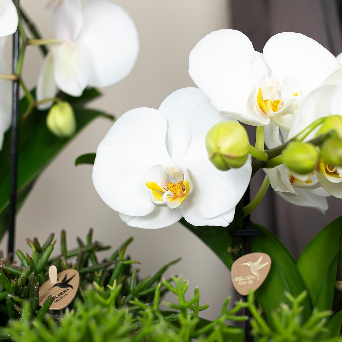 Orchidee | Witte Phalaenopsis orchidee - Niagara Fall  - potmaat Ø12cm