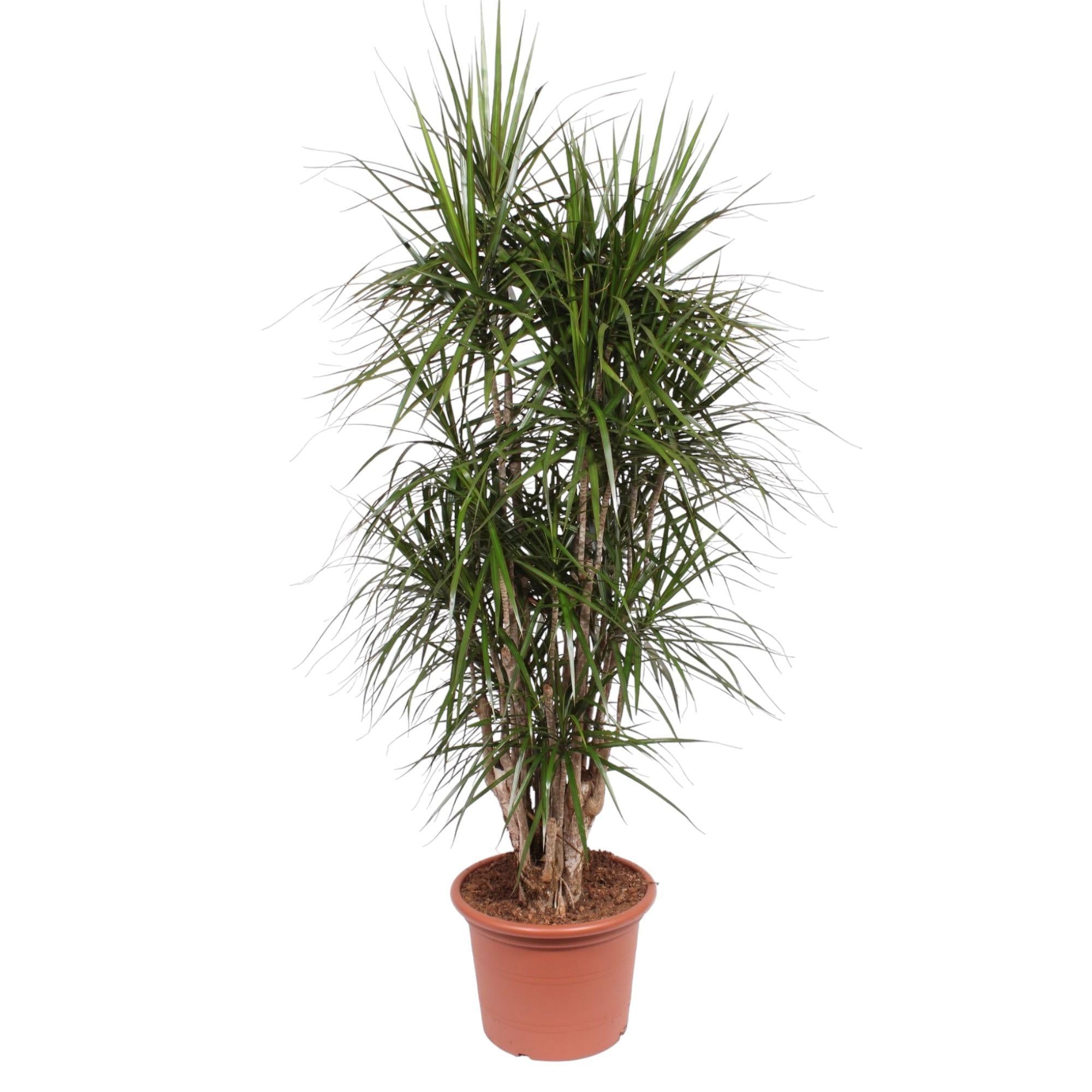 Dracaena Marginata Vertakt - 190 cm | Dracaena - Grote Kamerplanten