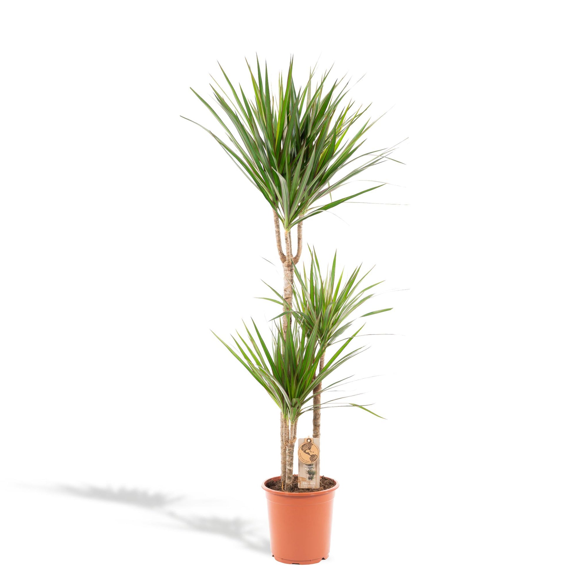 Dracaena Marginata - 120cm - Ø21cm | Draceana