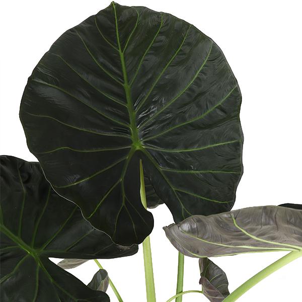 Alocasia Regal Shield - 110cm - Ø24cm - in Boule pot  | Olifantsoor