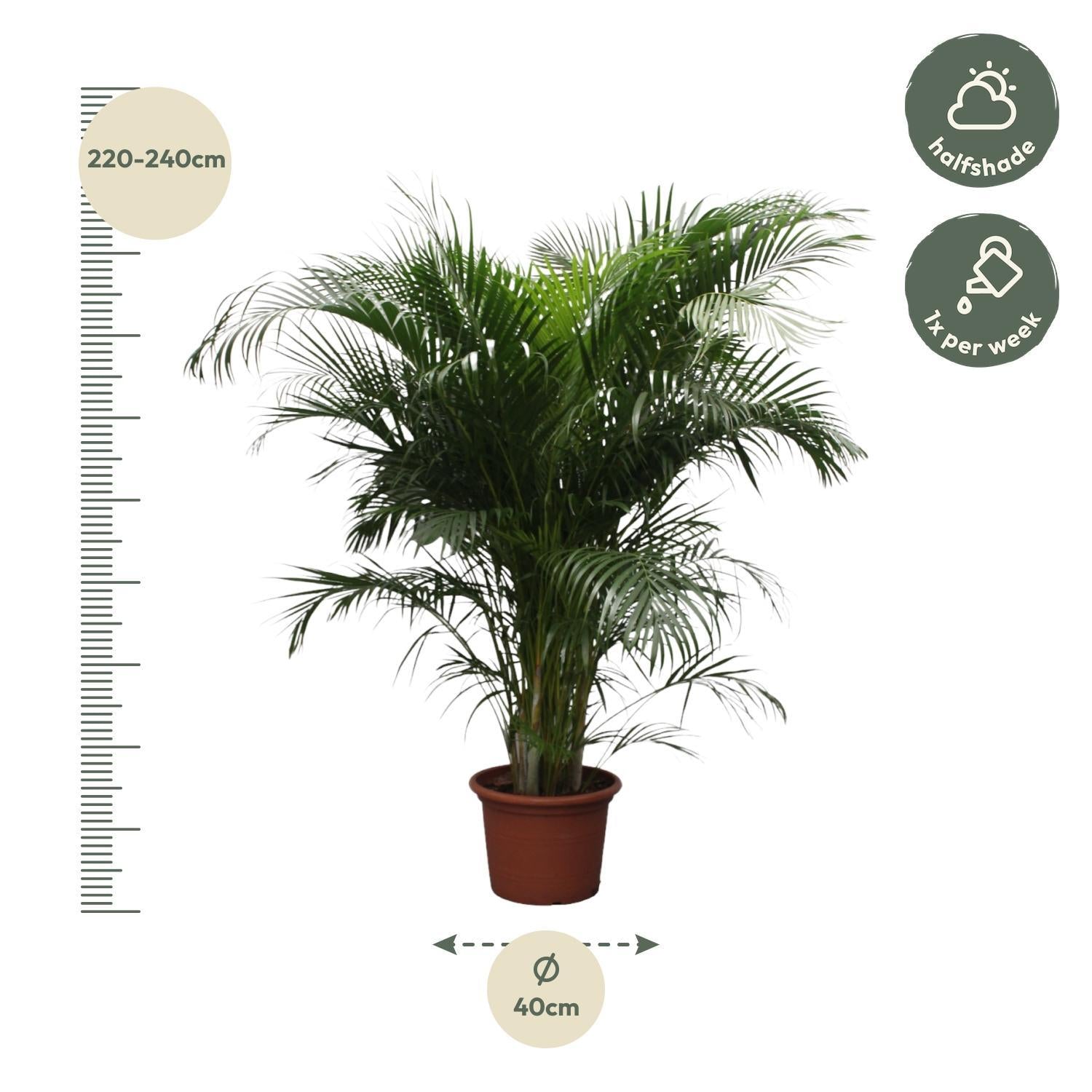 Dypsis Lutescens (Areca Palm) - 200 en 230 cm - Grote Kamerplanten