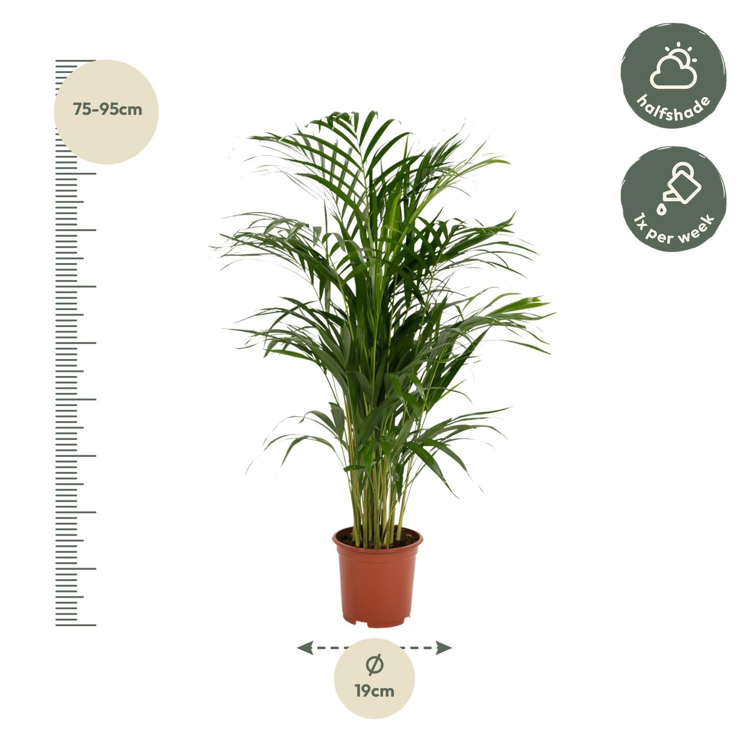 Areca palm - 85 cm - Ø19 cm | Kamerplant