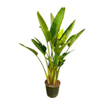 Strelitzia Augusta multi stam XXL - 225 cm - ø40 cm - Grote kamerplant