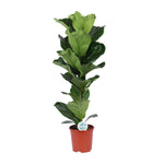 Ficus Lyrata - 90 cm - Ø21 cm | Ficus - Vioolbladplant