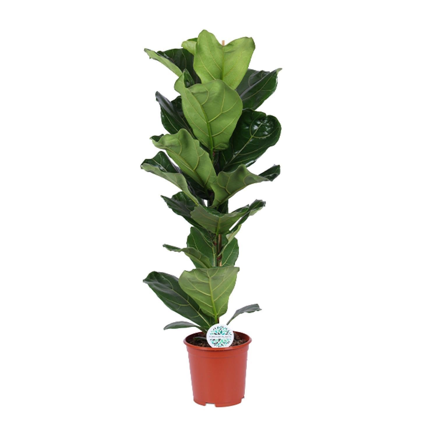 Ficus Lyrata - 90 cm - Ø21 cm | Ficus - Vioolbladplant