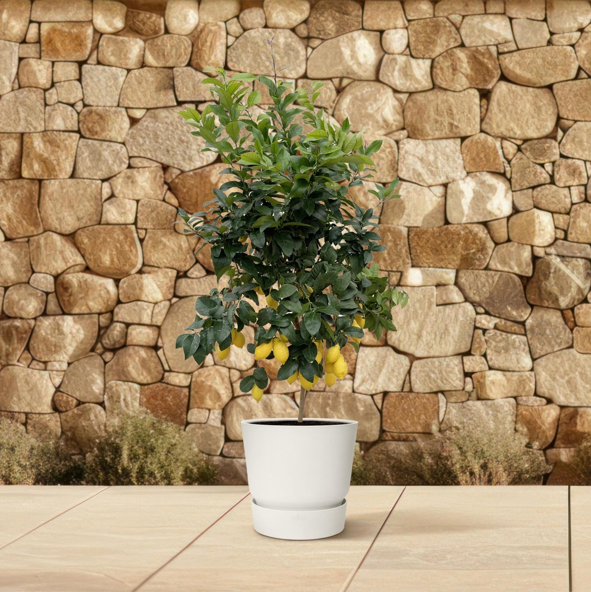 Citroenboom Citrus Lemon - 200cm - Mediterrane sfeer voor in je tuin