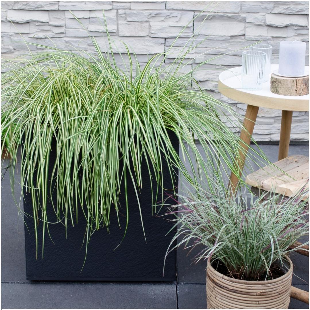 3 x Carex hachijoensis 'Evergold' - Ø 14 cm - ↨ 25 cm