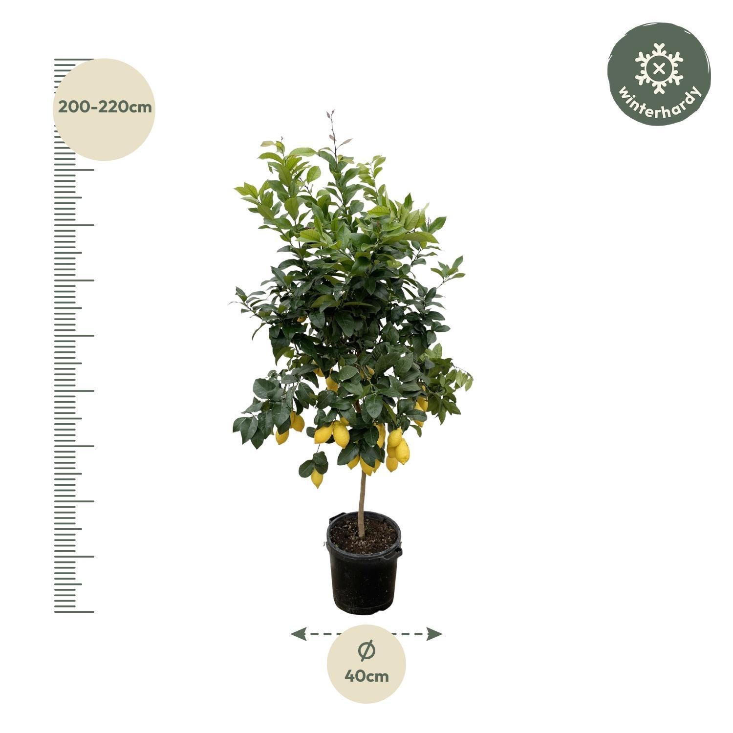 Citroenboom Citrus Lemon - 200cm - Mediterrane sfeer voor in je tuin