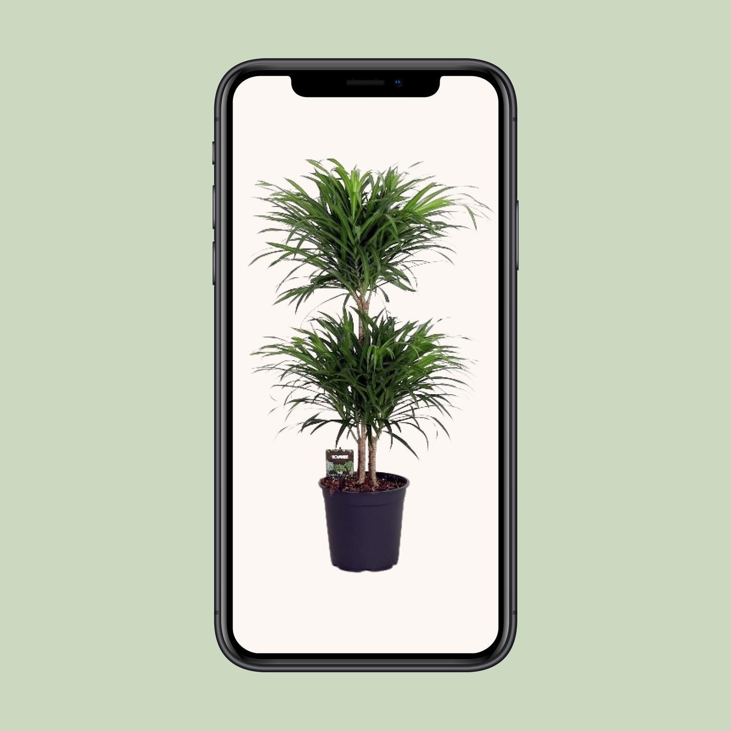 Dracaena Reflexa Anita - 90 cm - Ø24 cm | Dracaena - Kamerplanten