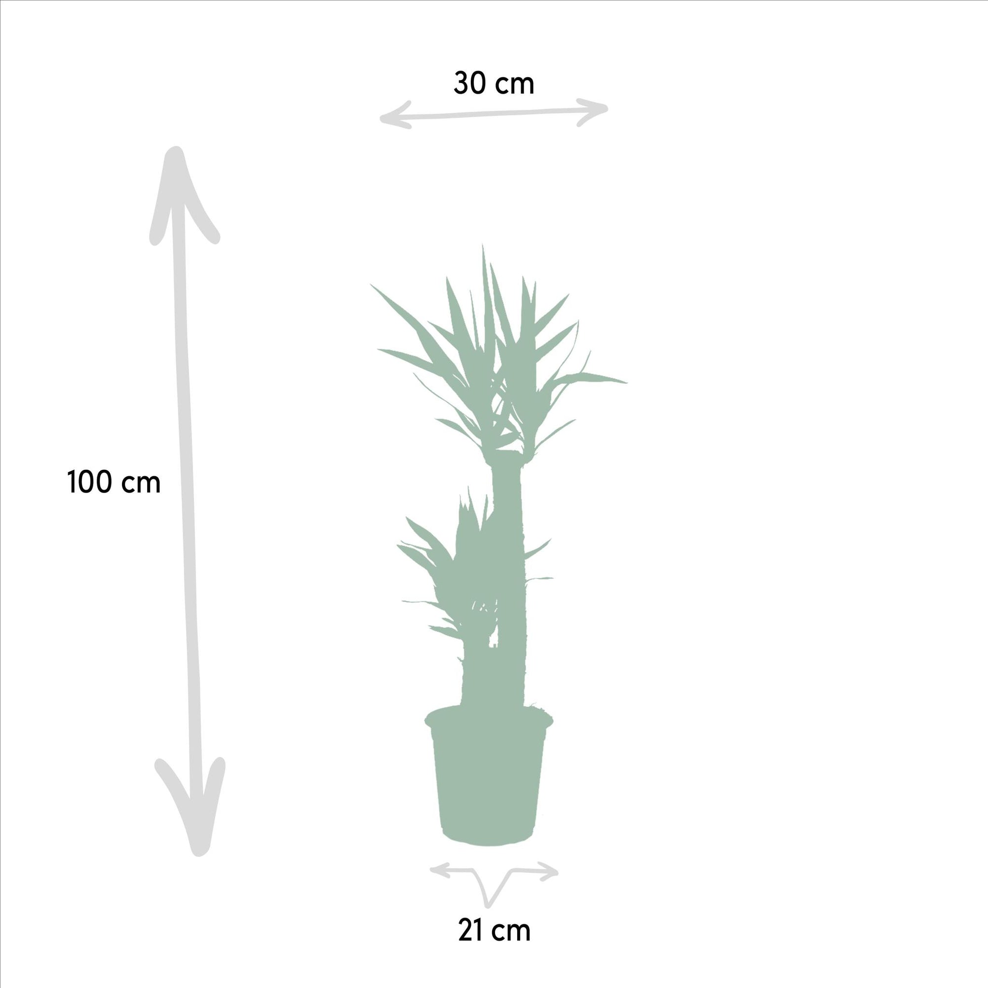 Yucca Elephantipes - 100cm - Ø21cm | Yucca