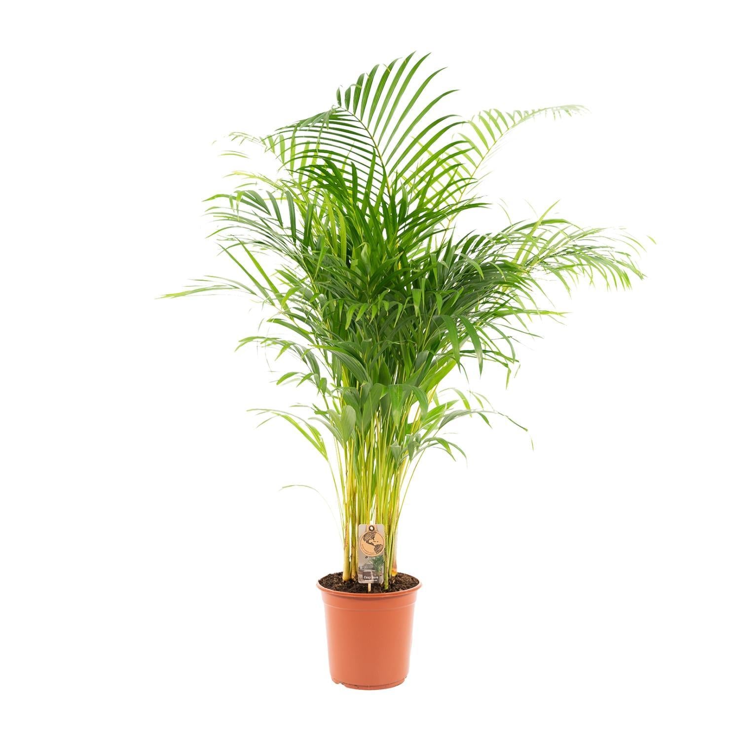 Areca palm - 130 cm - Ø24 cm | Kamerplant