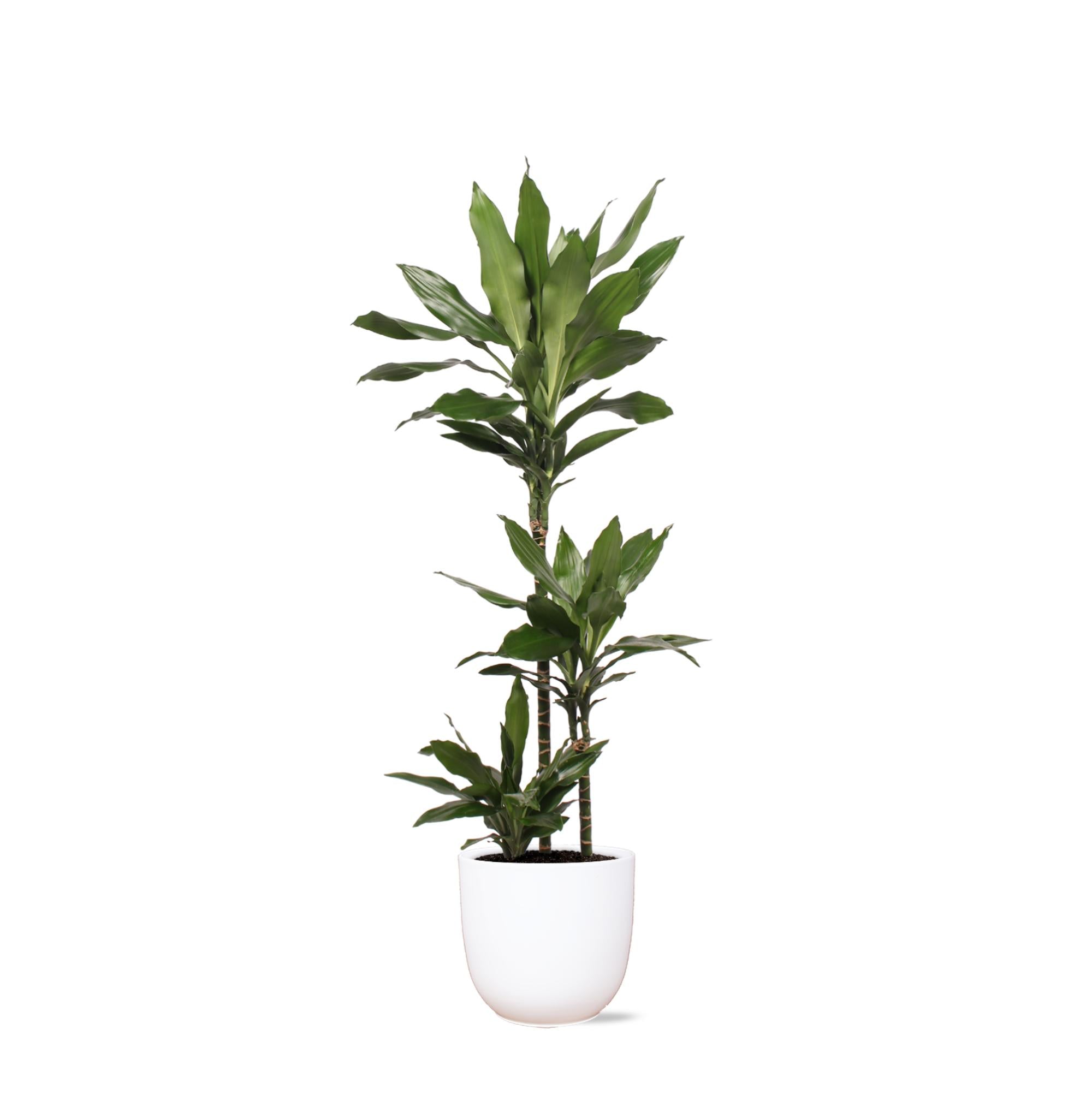 Dracaena Janet Lind - 120cm - Ø24cm - in Boule pot | Dracaena - Kamerplanten