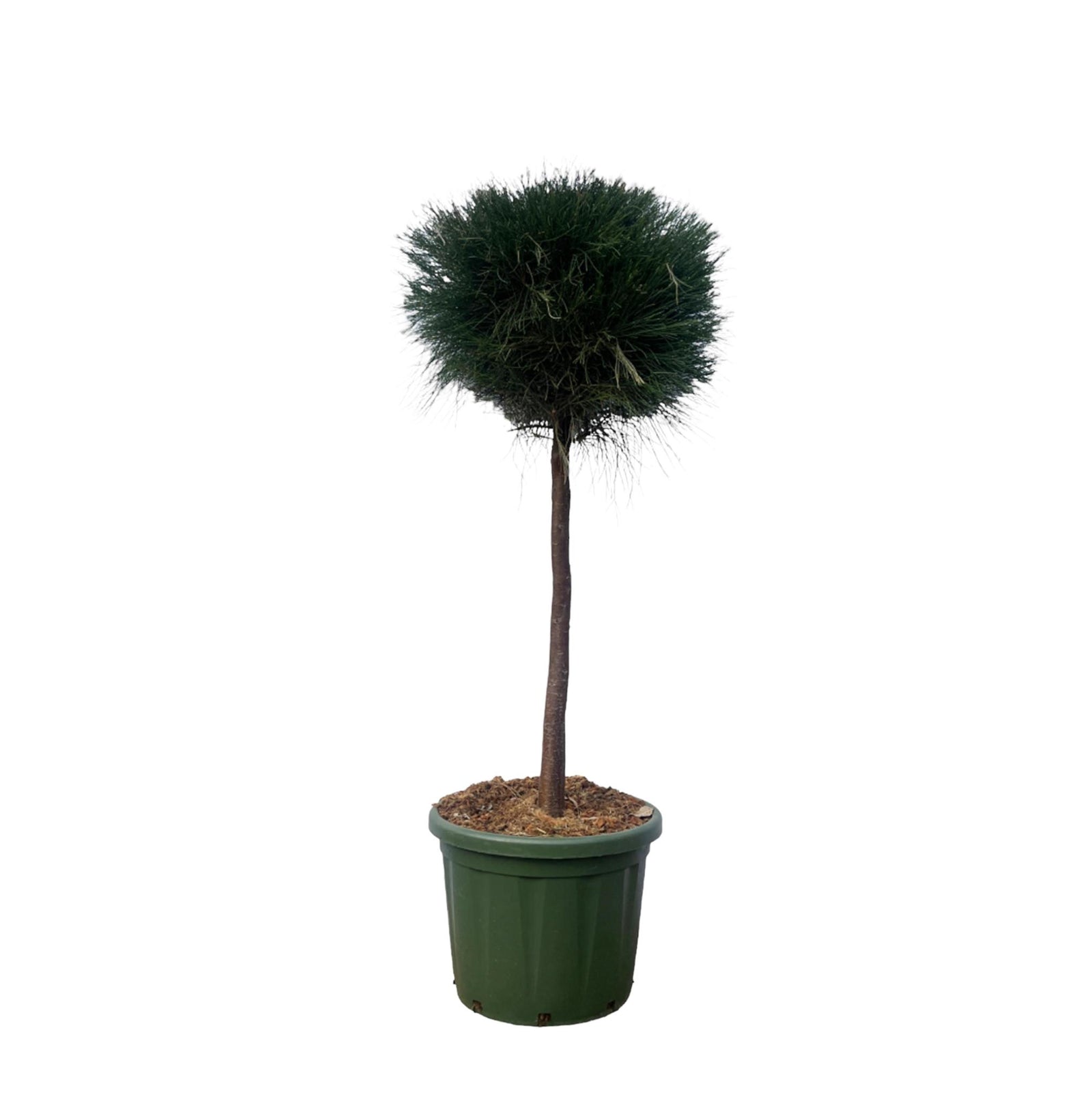 Pinus Cesarerina - 180 cm - Ø48cm -  Een elegante naaldboom