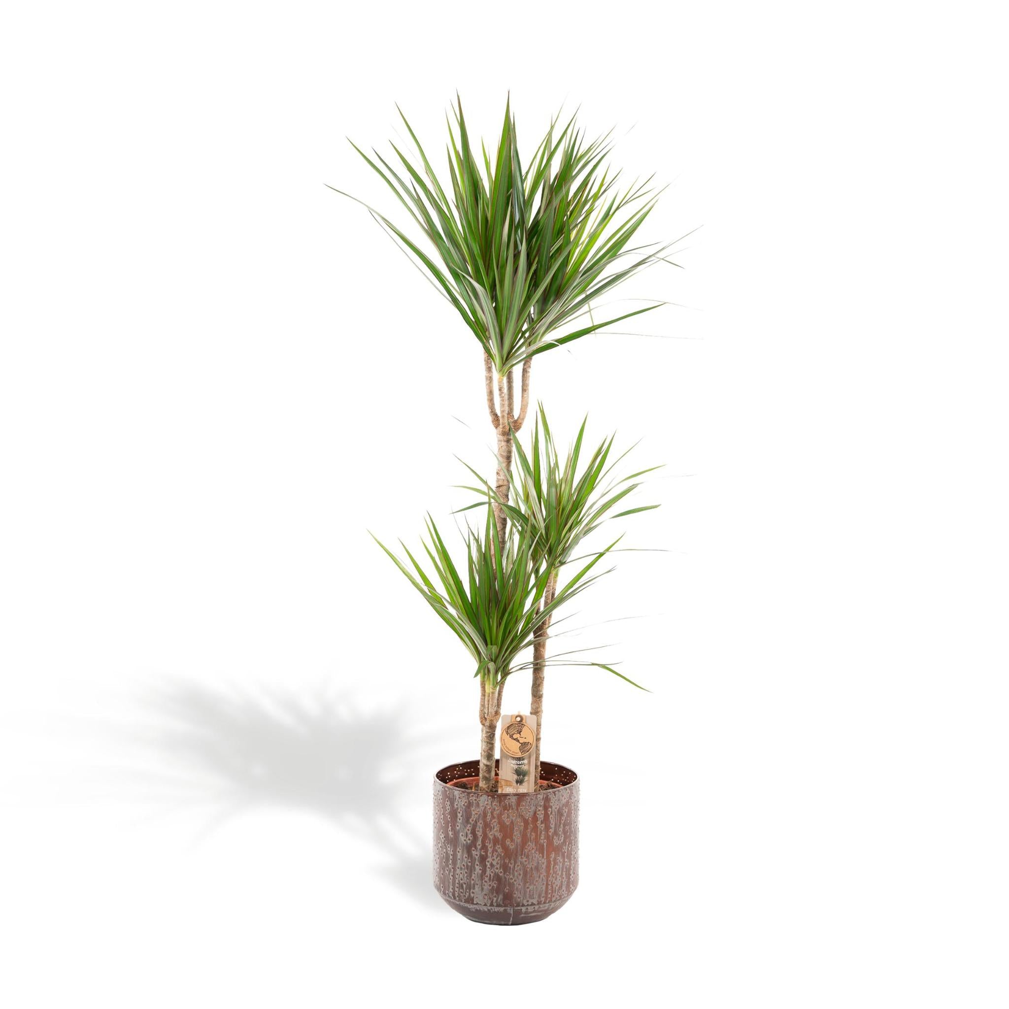 Dracaena Marginata met mand of pot - 120cm - Ø21cm | Dracaena